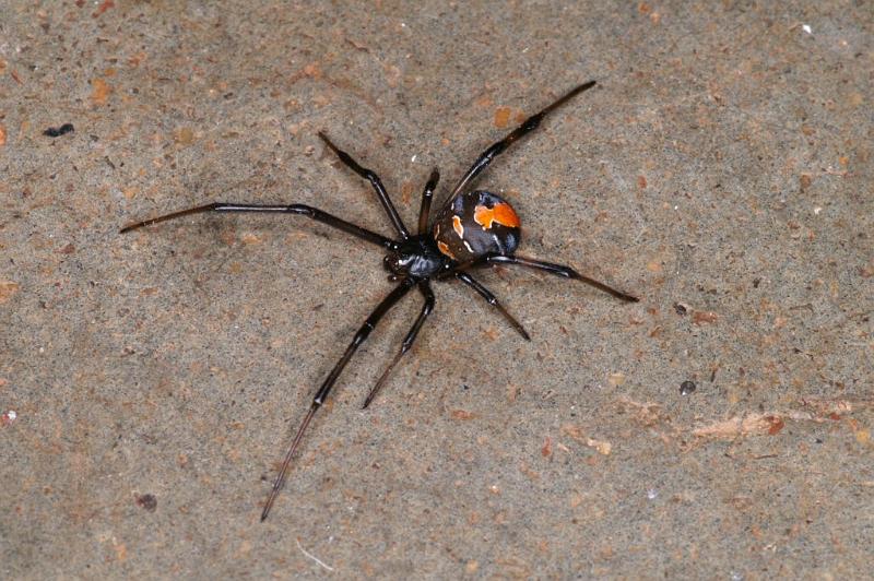 Latrodectus_hasselti_D3577_Z_90_Nyang Station_Australie.jpg